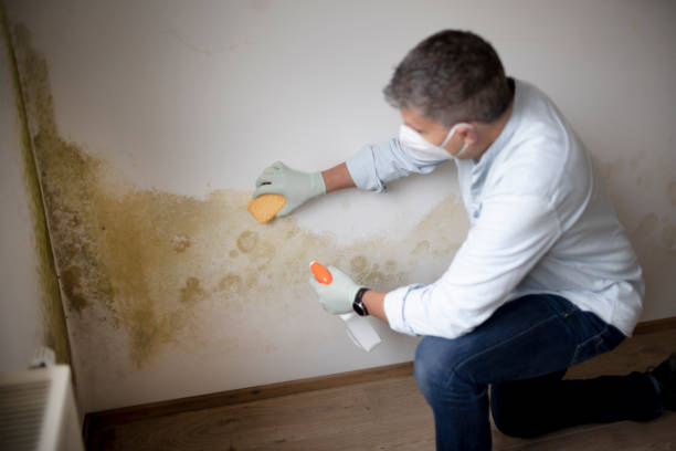 Best Attic Mold Removal  in King Arthur Park, MT