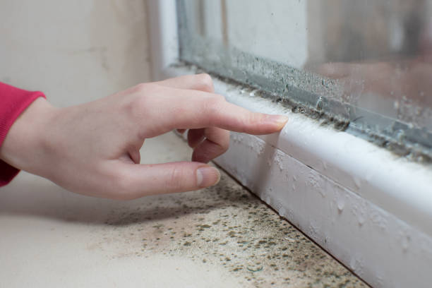 Best Mold Odor Removal Services  in King Arthur Park, MT